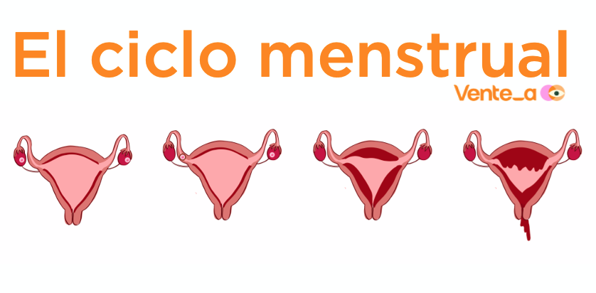 Ciclo menstrual